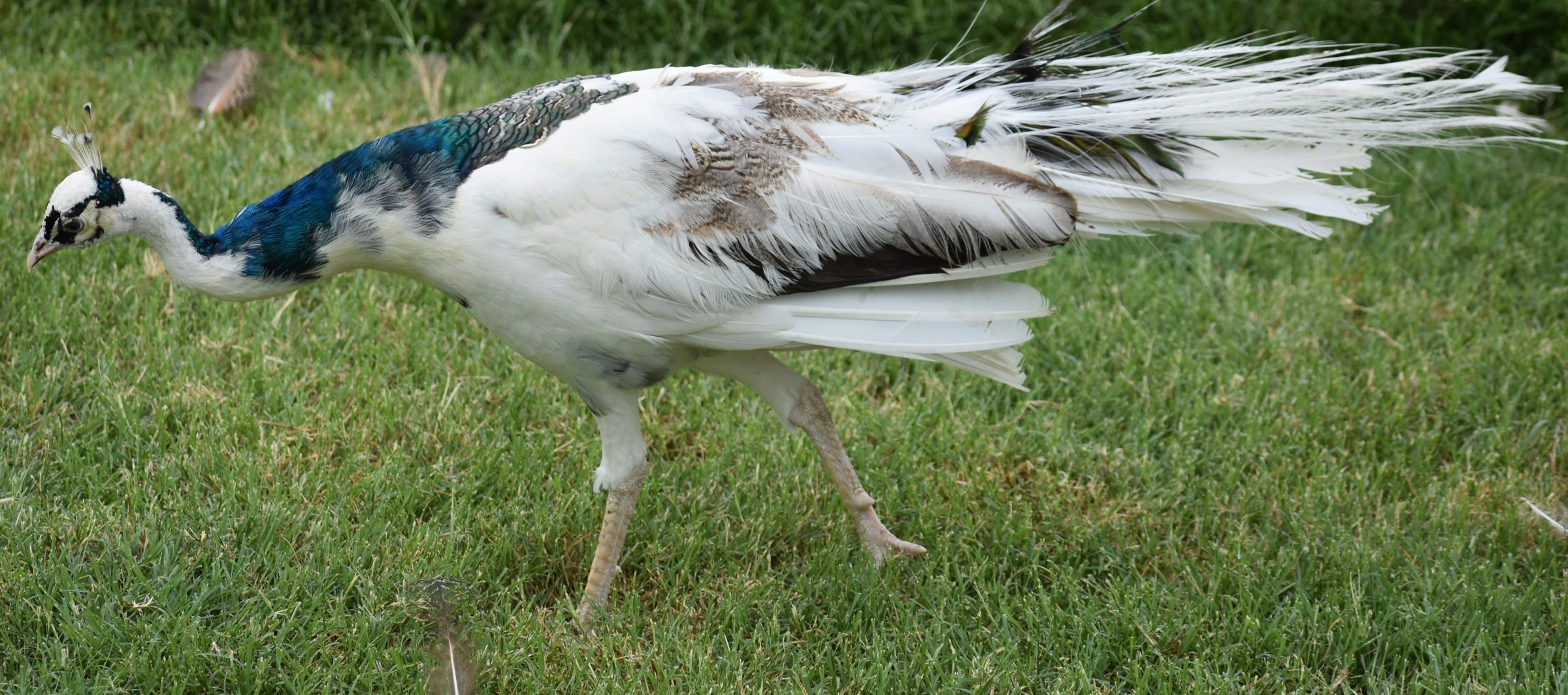 Piebald peacock.