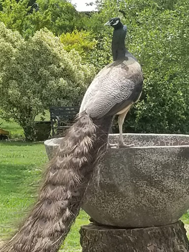 bronze peacock